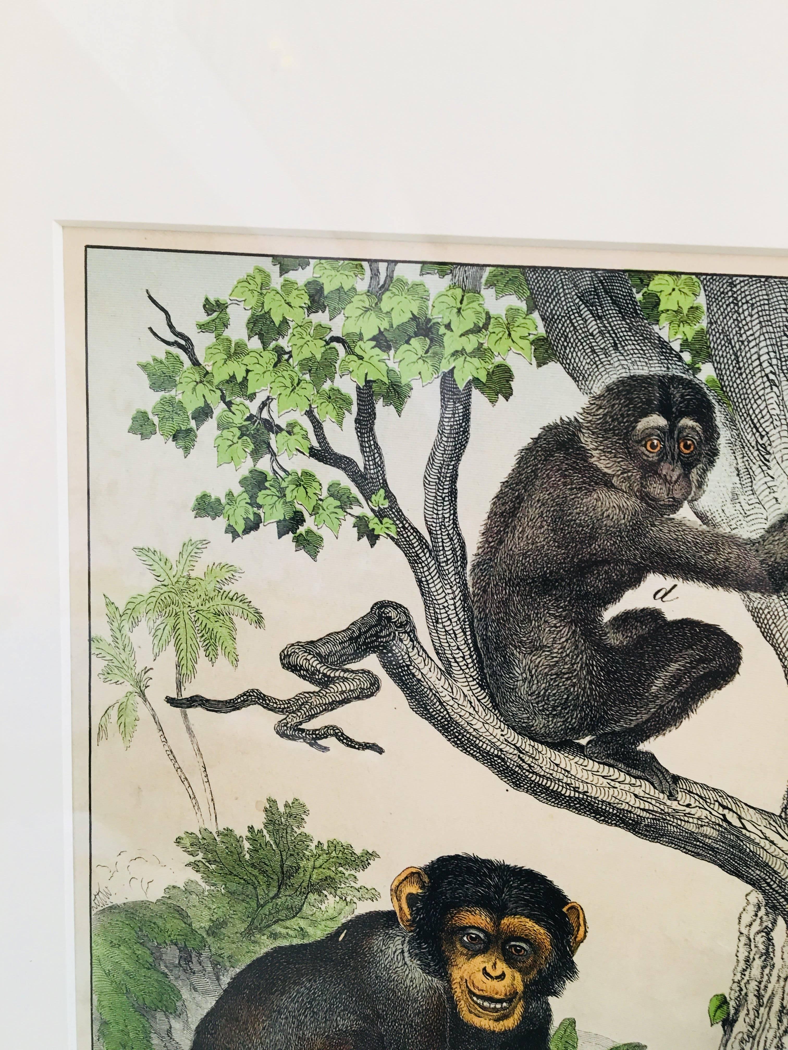 Framed Antique Exotic Animal Print In Excellent Condition In Bridgehampton, NY