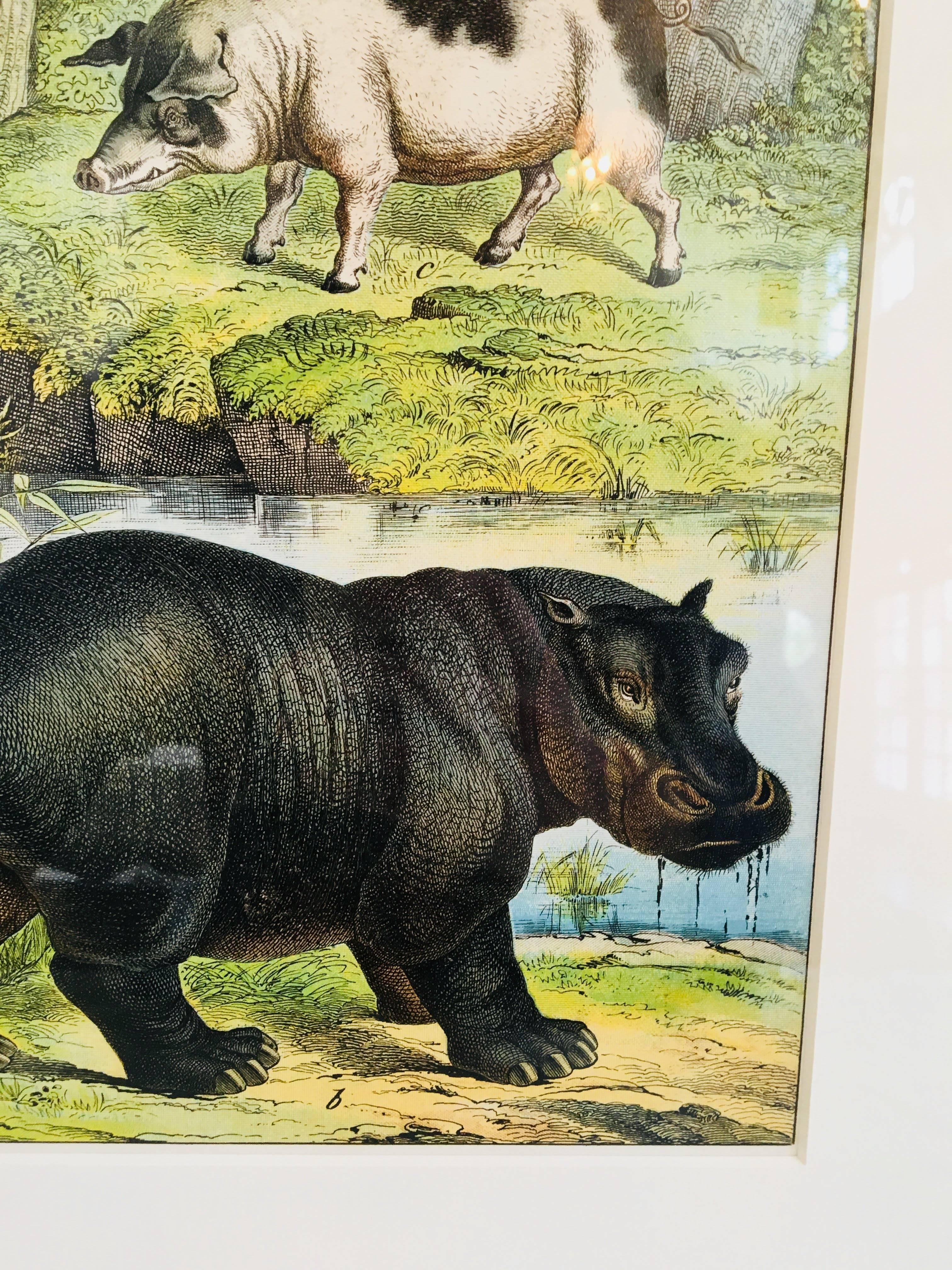 20th Century Framed Antique Exotic Animal Print