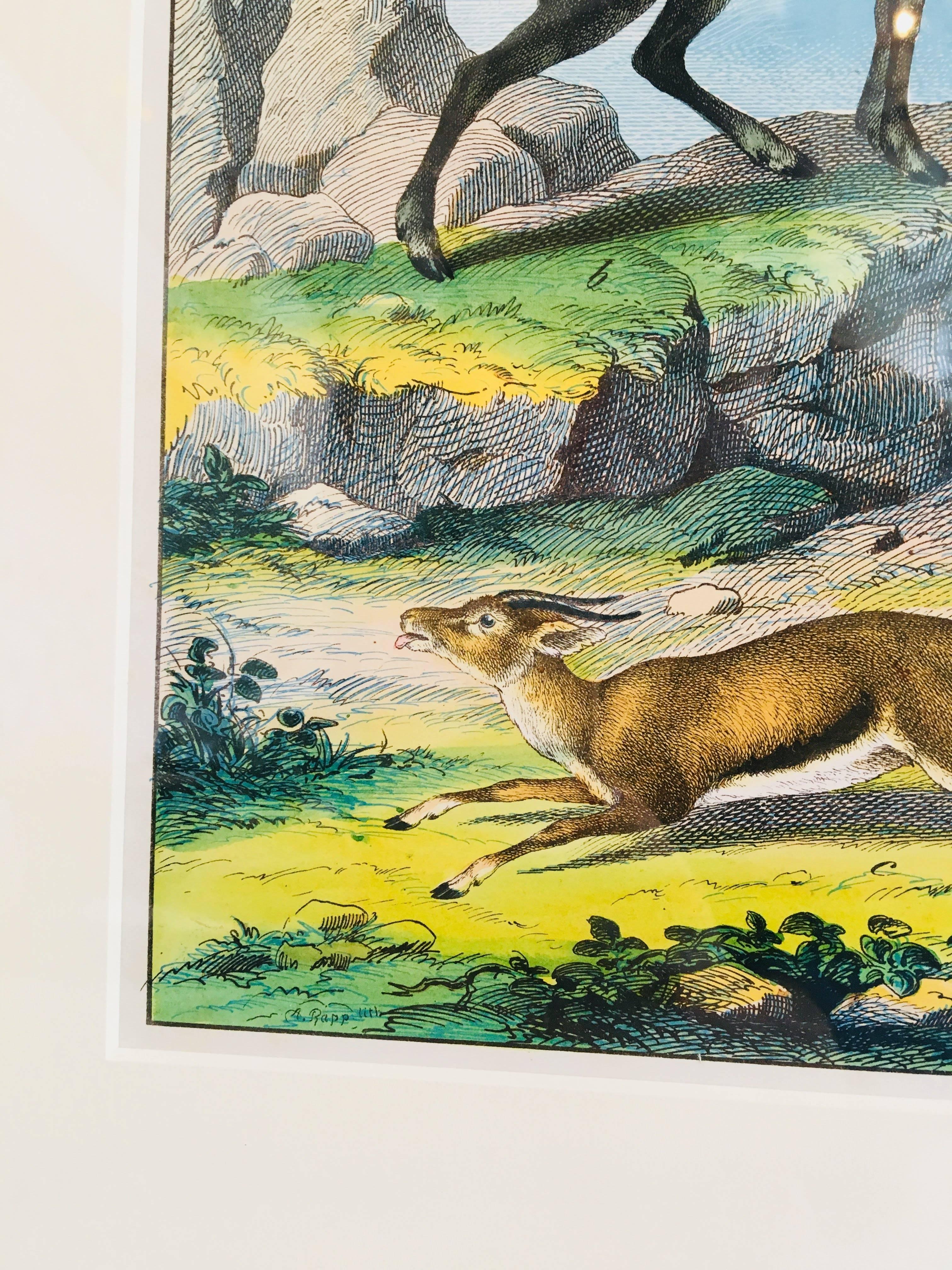 Framed Antique Exotic Animal Print 1