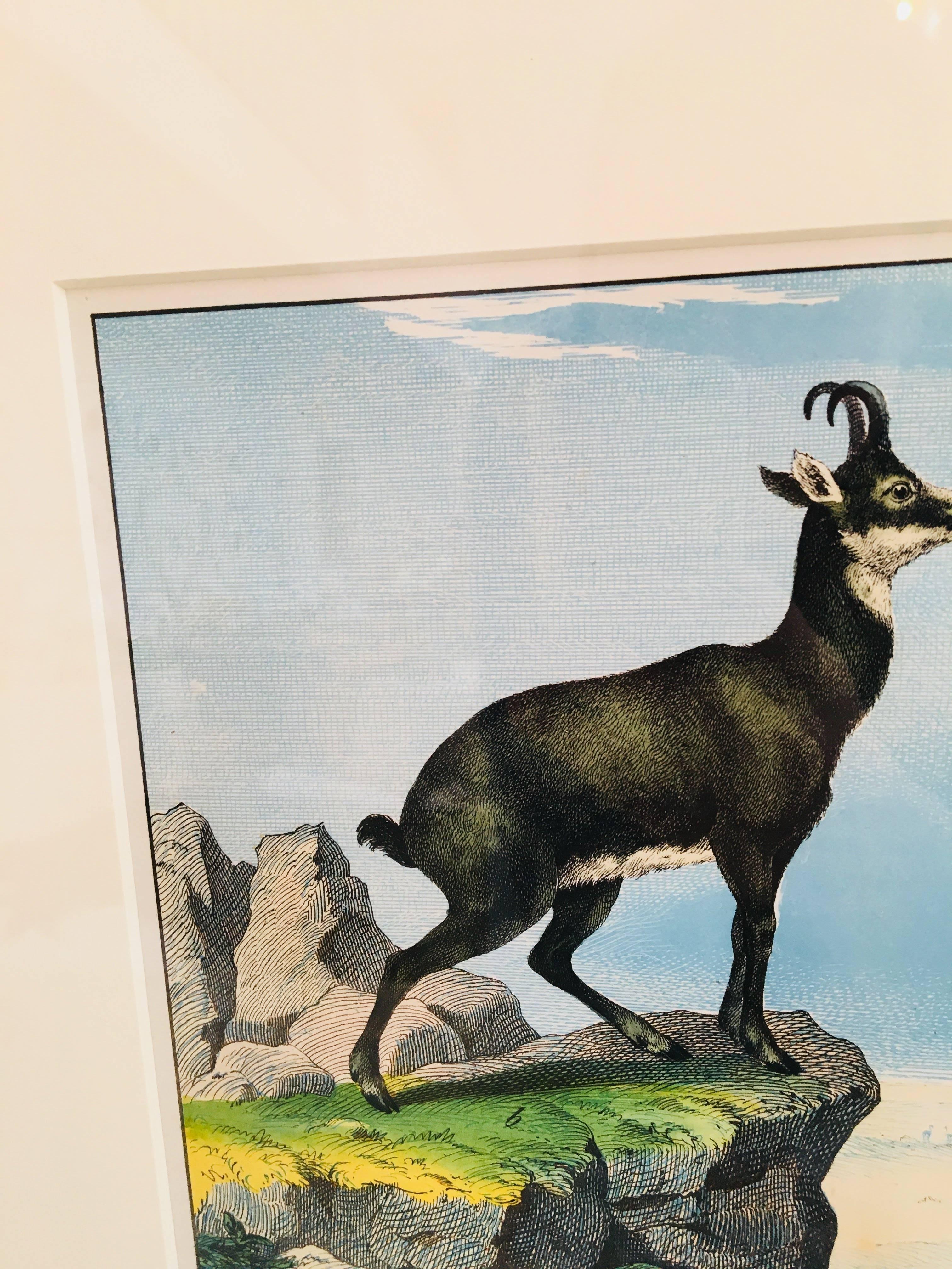 Framed Antique Exotic Animal Print 2