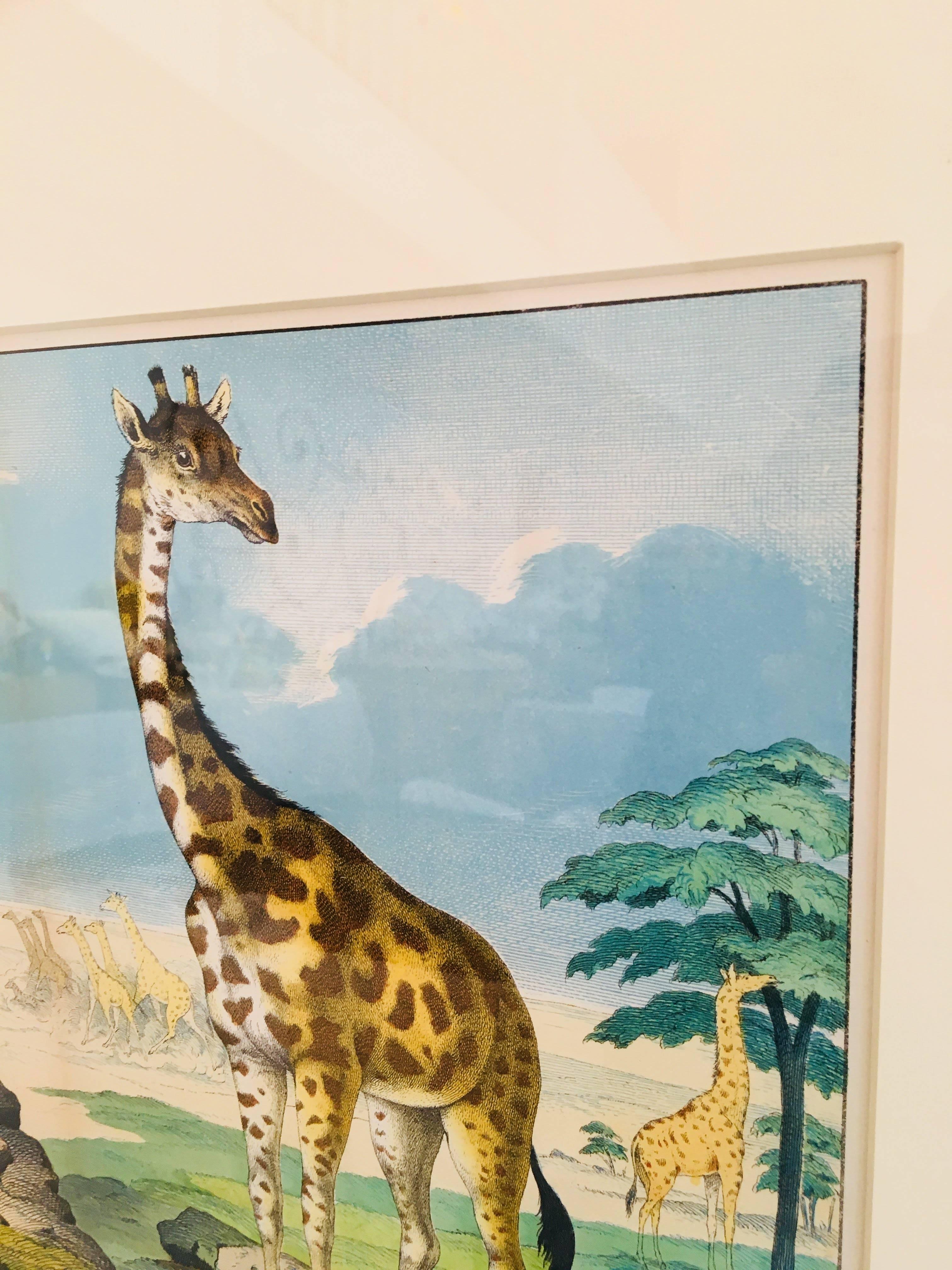 Framed Antique Exotic Animal Print 3