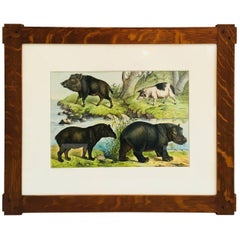 Framed Antique Exotic Animal Print