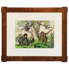 Framed Antique Exotic Animal Print
