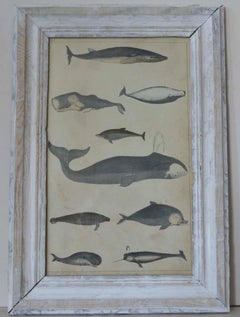 Framed Antique Print of Whales, English, circa 1850