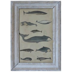 Framed Antique Print of Whales, English, circa 1850