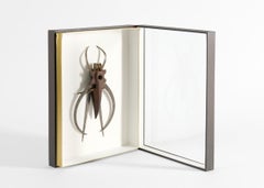 Gerahmte Insektenskulptur aus der Sammlung von Thierry Despont
