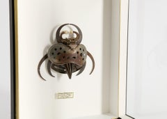Scultura assemblata di insetti con cornice della collezione di Thierry Despont