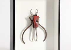 Escultura Insecto Ensamblaje enmarcada de la colección de Thierry Despont