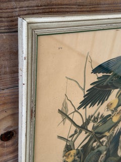 Framed Audubon Carolina Parrot Reproduction in Antique Painted Frame