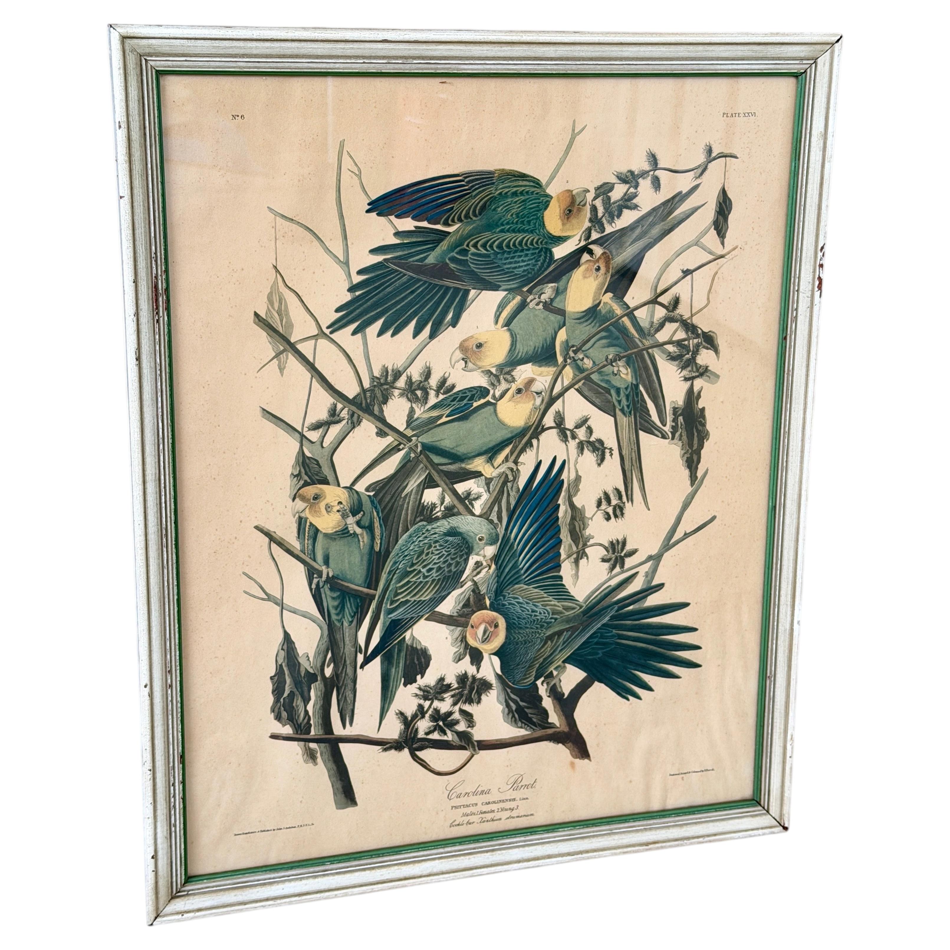 Framed Audubon Carolina Parrot Reproduction in Antique Painted Frame For Sale