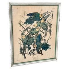 Framed Audubon Carolina Parrot Reproduction in Antique Painted Frame