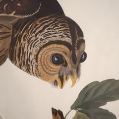 Framed Audubon Print of a Barred Owl, Plate XLVL, 20thC