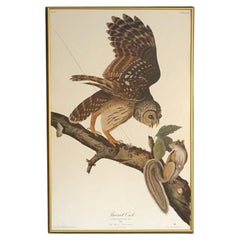 Framed Audubon Print of a Barred Owl, Plate XLVL, 20thC