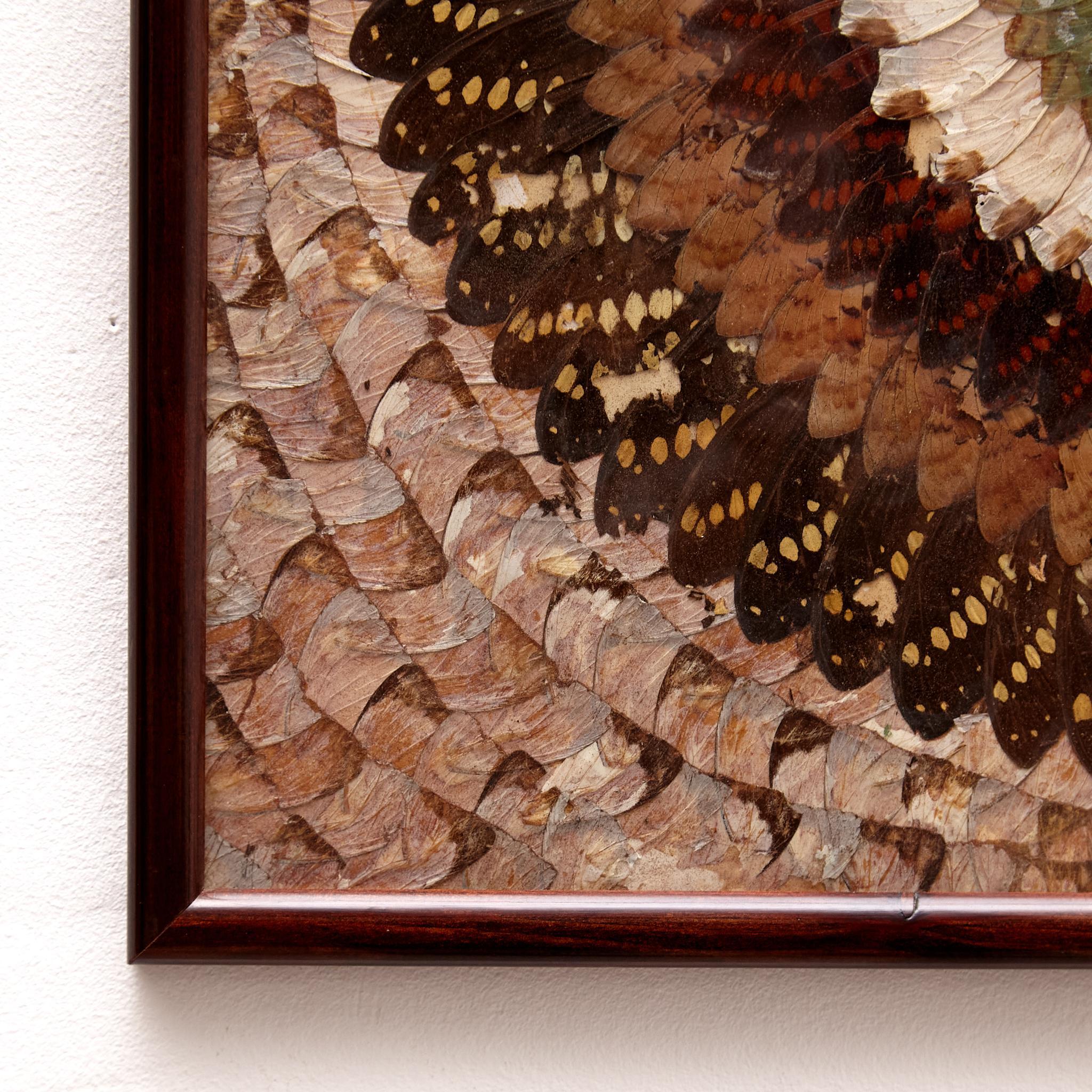 Glass Framed Beautiful Butterfly Wings Composition, circa 1930 For Sale