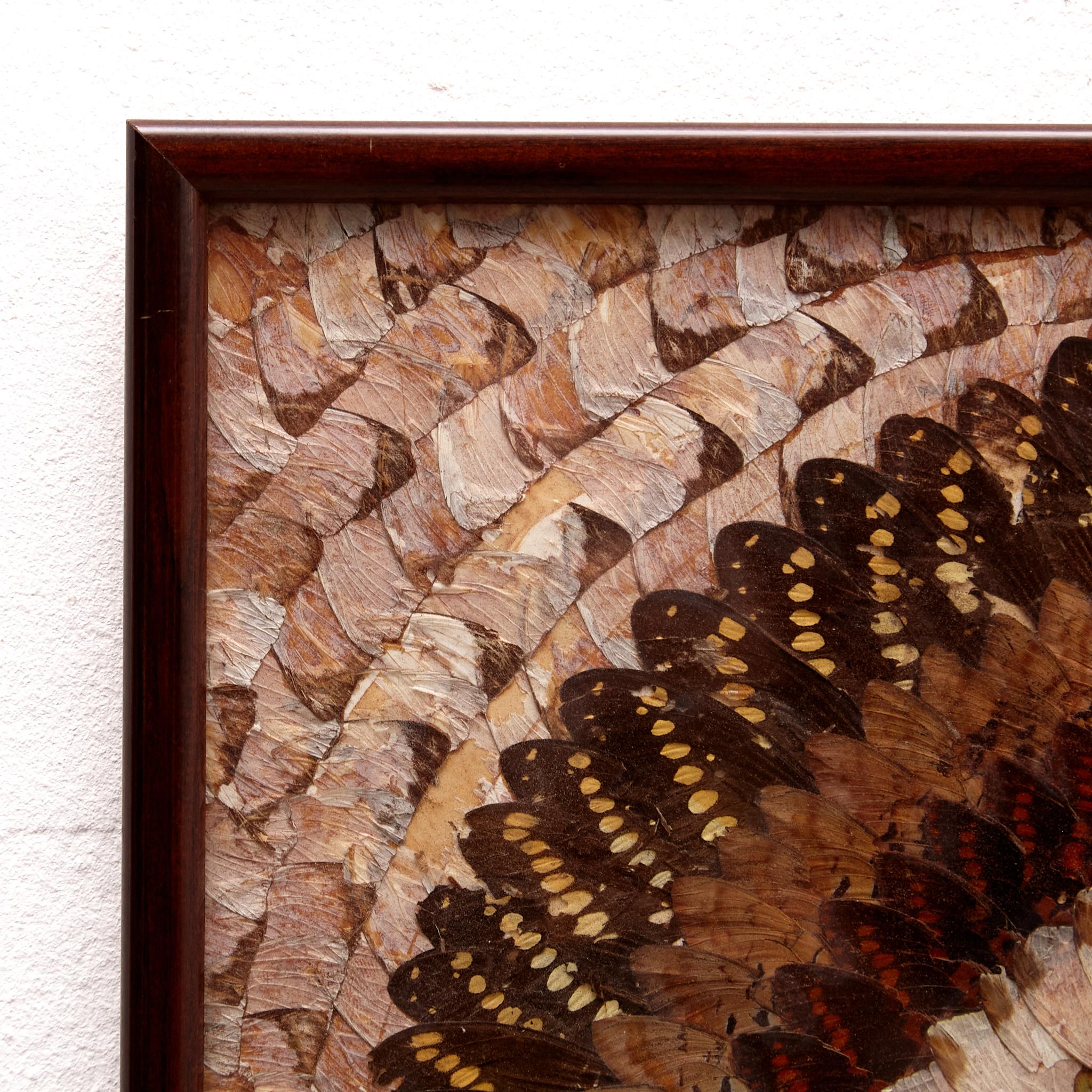 Framed Beautiful Butterfly Wings Composition, circa 1930 1