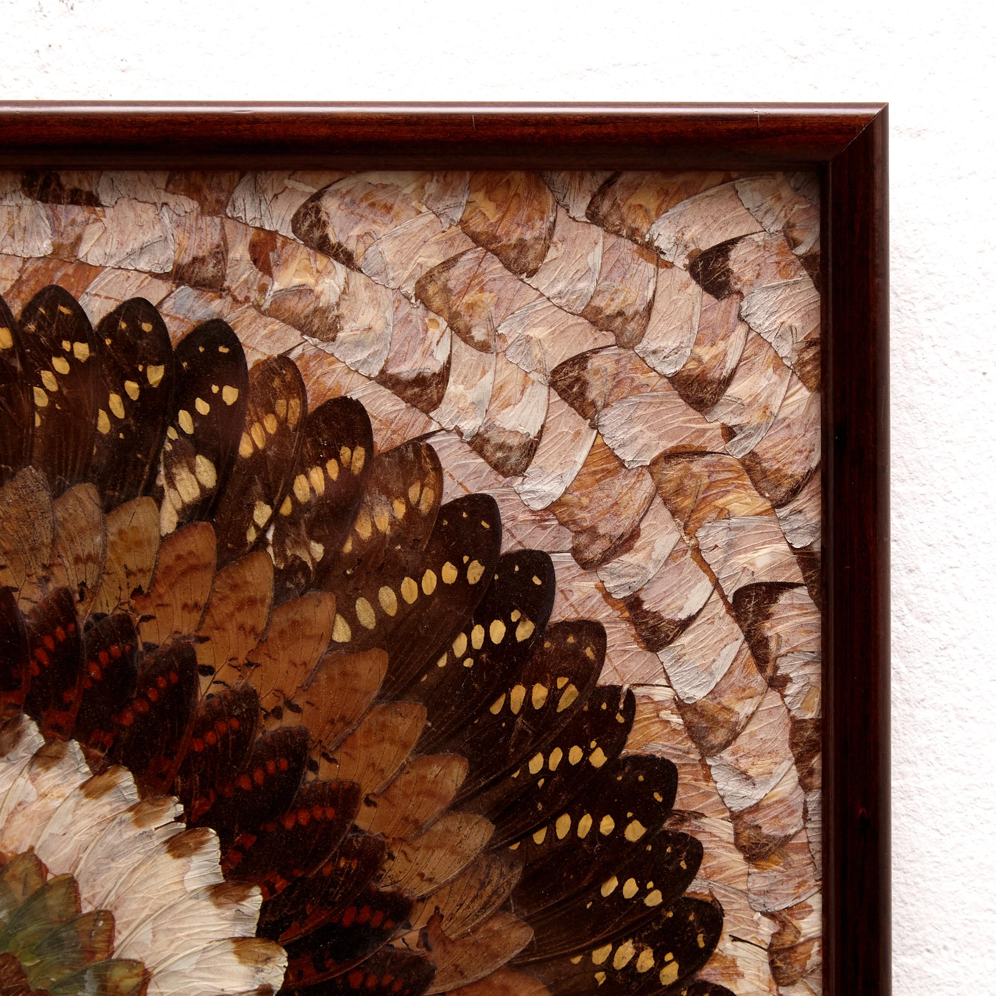 Framed Beautiful Butterfly Wings Composition, circa 1930 2