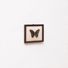 Framed Beautiful Stuffed Butterfly, circa 1940