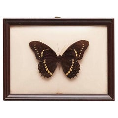  Framed Beautiful Stuffed Butterfly, circa 1940