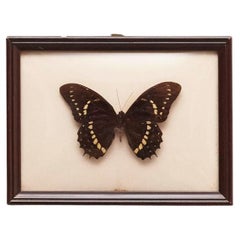 Framed Beautiful Stuffed Butterfly, circa 1940