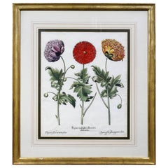 Framed Botanical by Basilius Besler