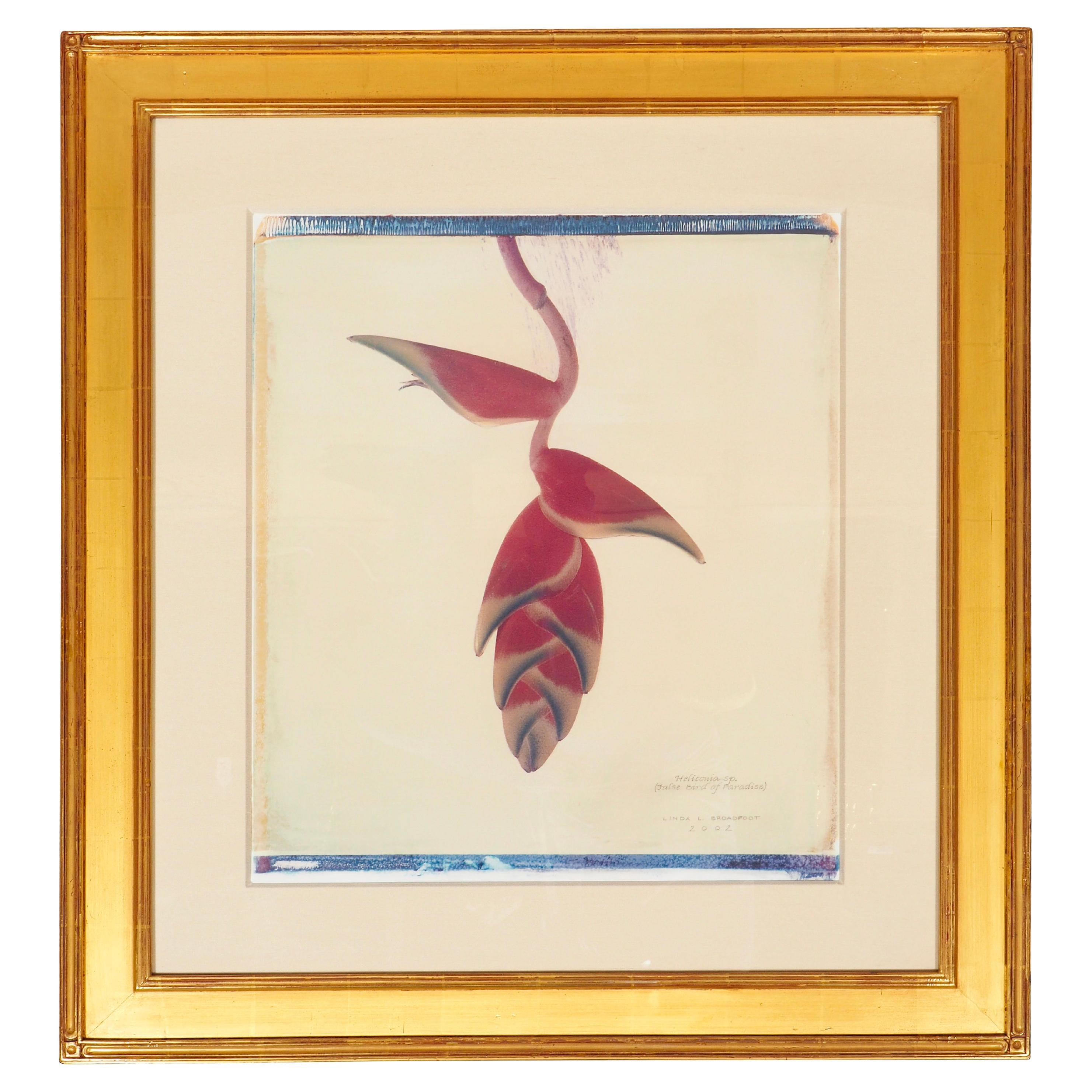 Stampa botanica incorniciata di Linda L.A. Broadfoot in vendita
