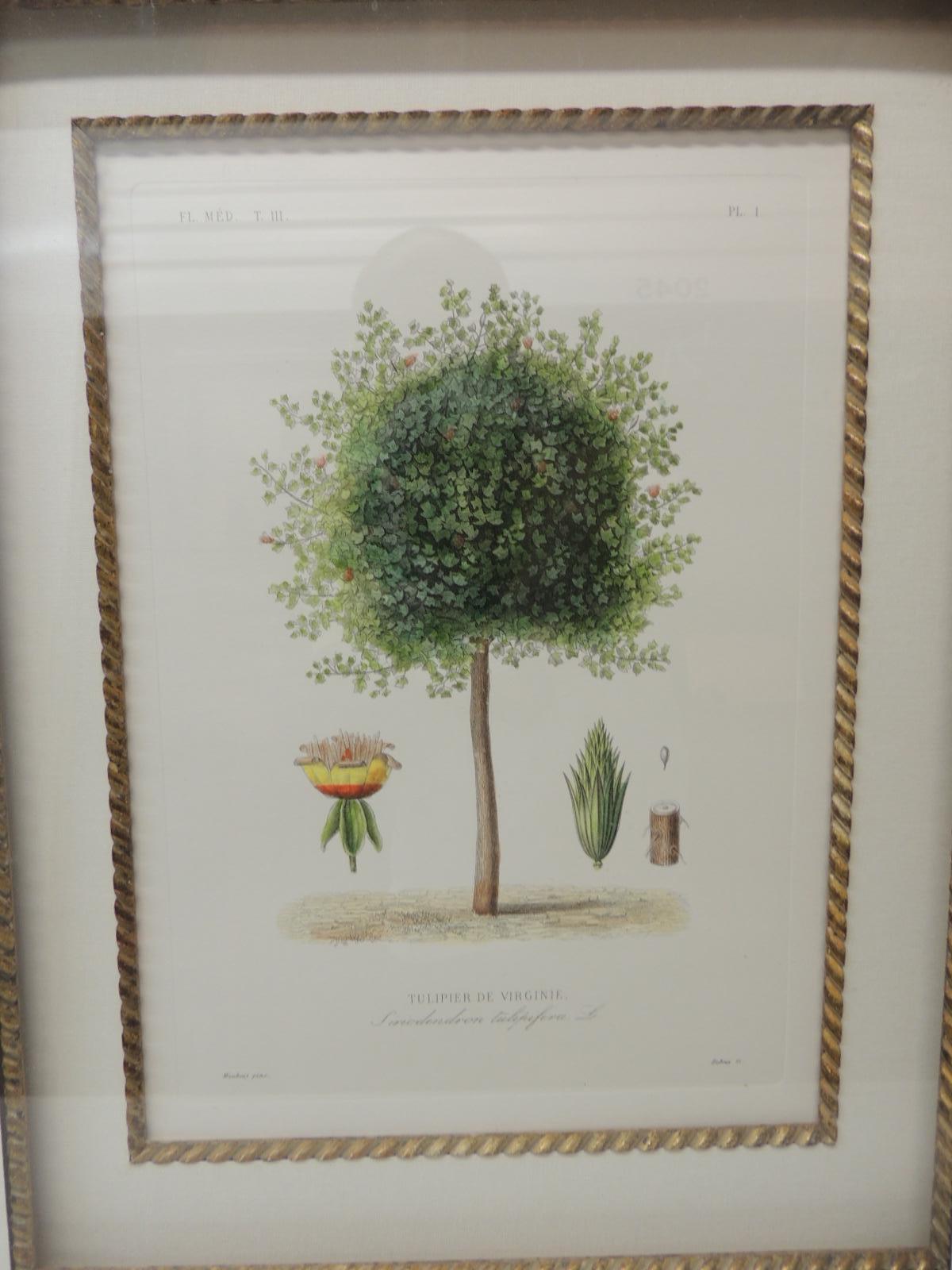 Framed print in a wood bark style frame with gold leaf accents and museum quality mat.
Shadow box style framing title on the print: Tulipier de Virginie (French)
Inset with glass size is: 18