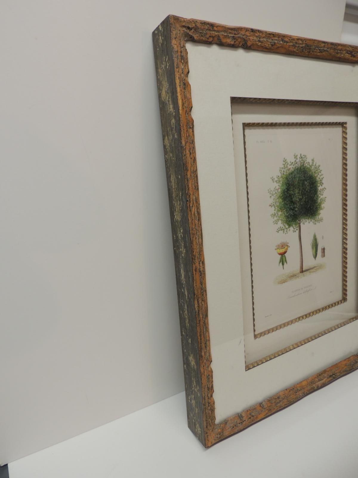 French Framed Botanical Print in a Wood Bark Style Frame with Gold Leaf Accents