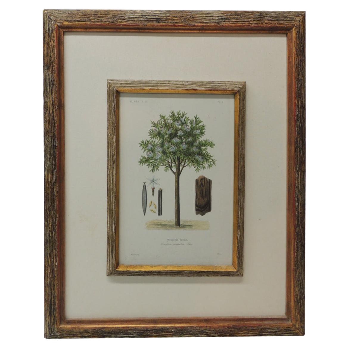 Framed Botanical Print in a Wood Bark Style Frame with Gold Leaf Accents