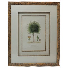 Framed Botanical Print in a Wood Bark Style Frame with Gold Leaf Accents