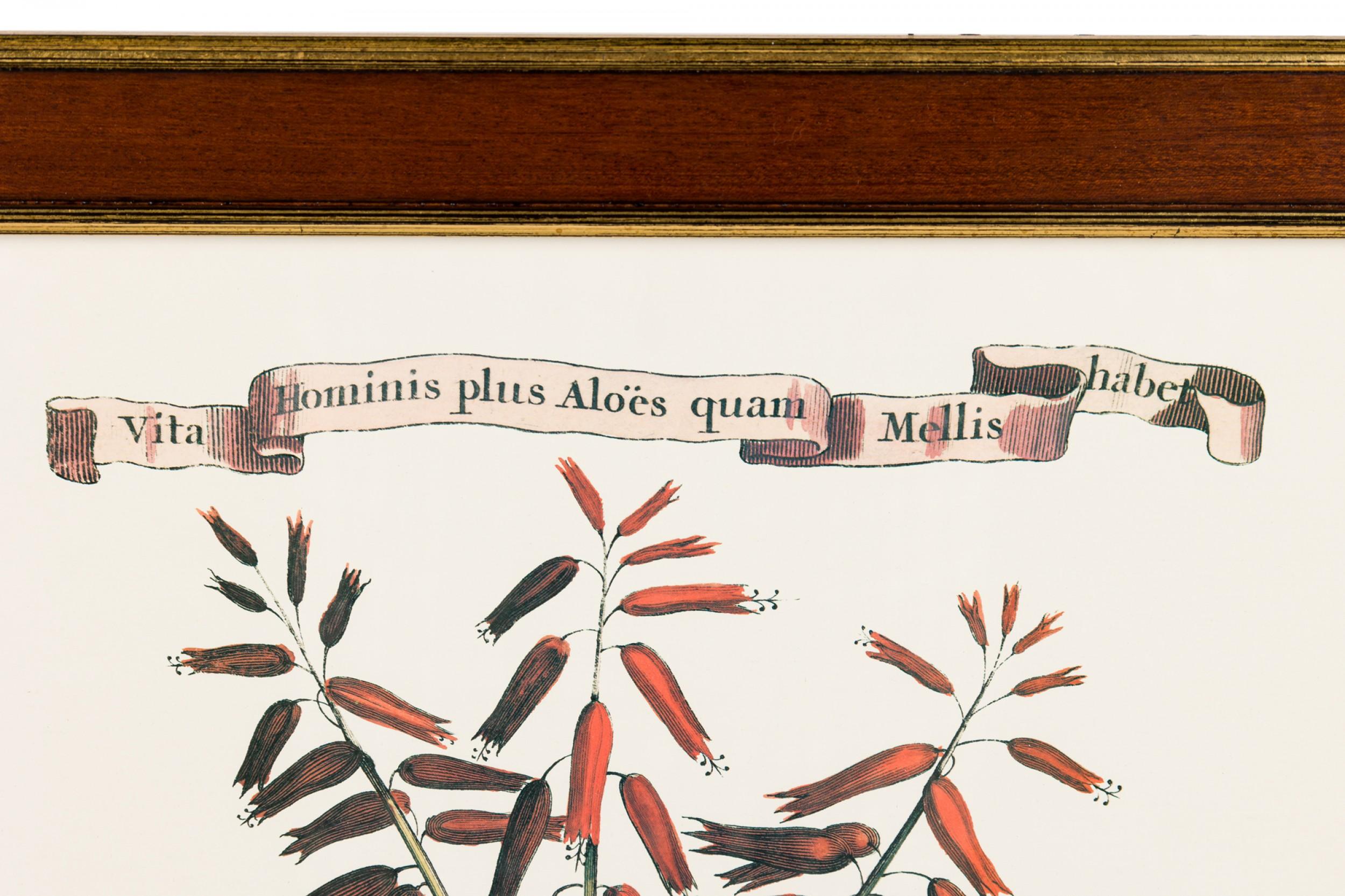 Zeitgenössischer Druck eines niederländischen botanischen Stichs aus dem 17. Jahrhundert, der eine blühende getopfte Aloe Vera Vulgaris unter einem Banner mit der lateinischen Aufschrift 