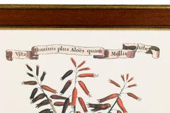 Framed Botanical Print of 17th Century Engraving of a Flowering Aloe Vera Plant