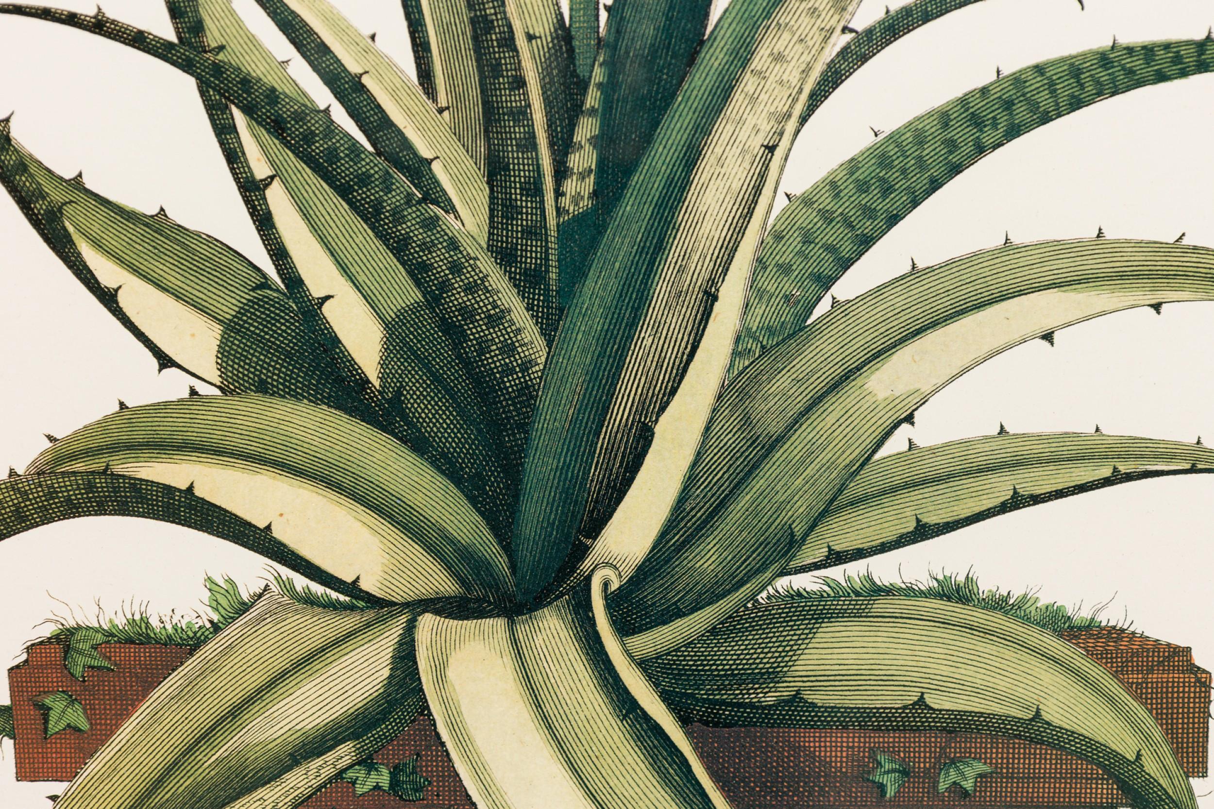 Gerahmter botanischer Druck eines Kupferstichs einer blühenden Aloe Vera Pflanze aus dem 17. (Biedermeier) im Angebot