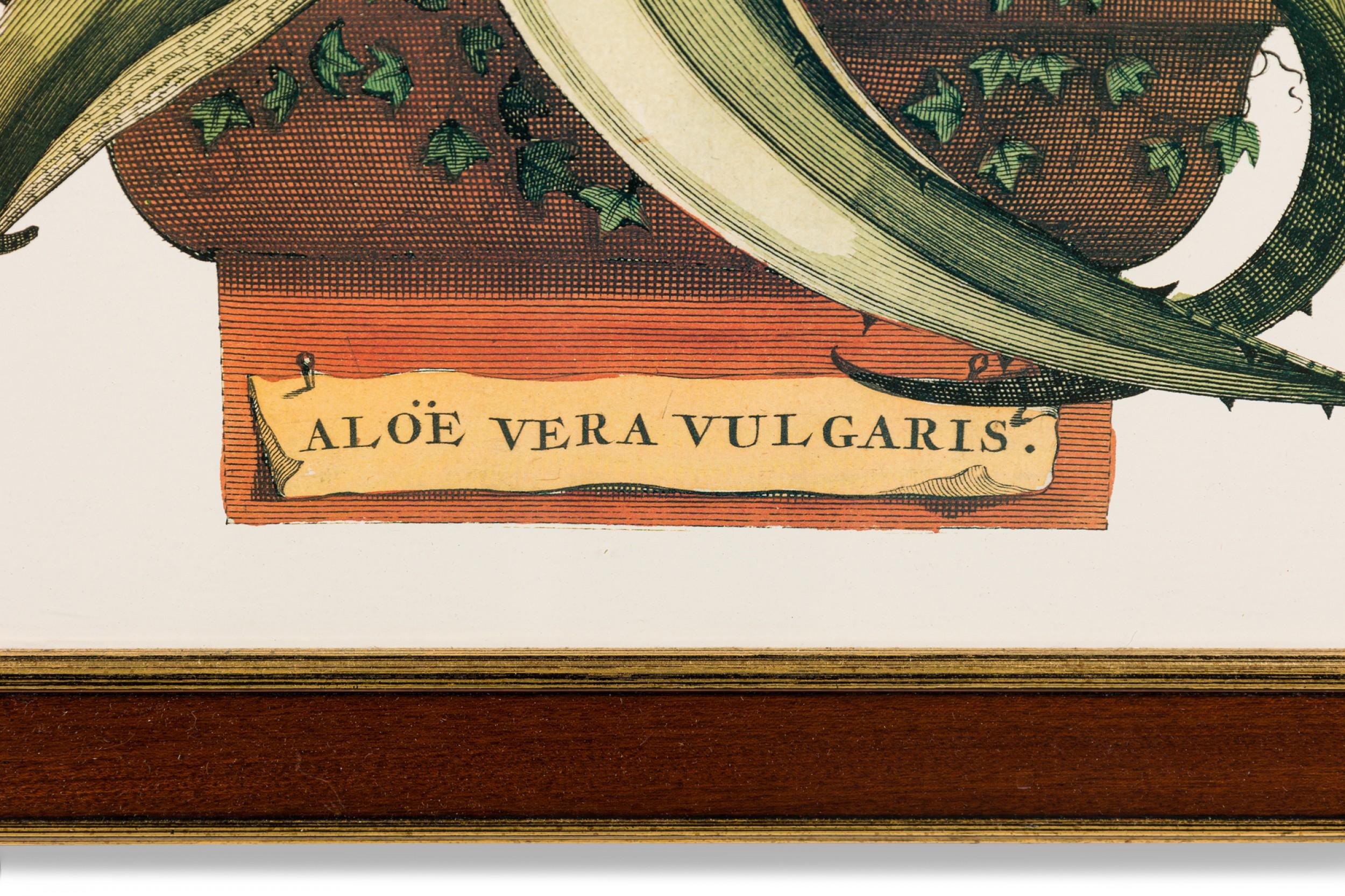 Gerahmter botanischer Druck eines Kupferstichs einer blühenden Aloe Vera Pflanze aus dem 17. (Niederländisch) im Angebot