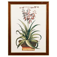 Framed Botanical Print of 17th Century Engraving of a Flowering Aloe Vera Plant