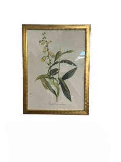 Framed Botanicals by Niki Goulandris, 12 available