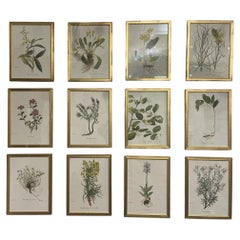 Gerahmte Botanicals von Niki Goulandris, 12 Stück verfügbar