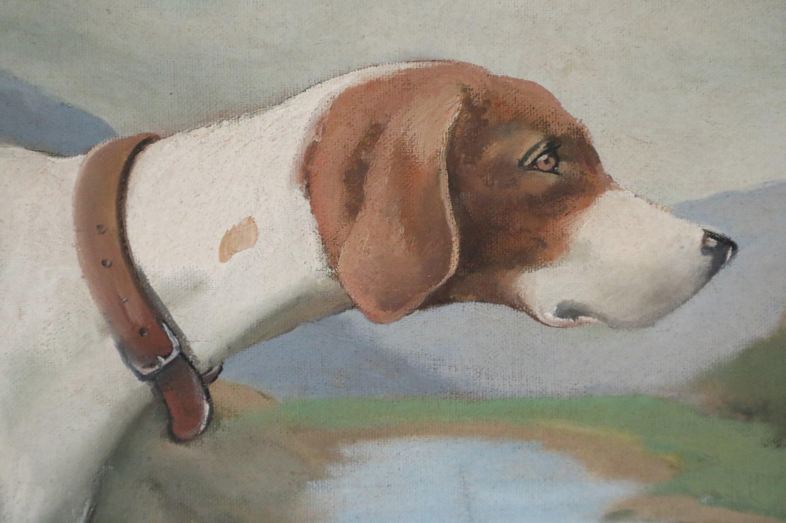 hunting dog brown and white