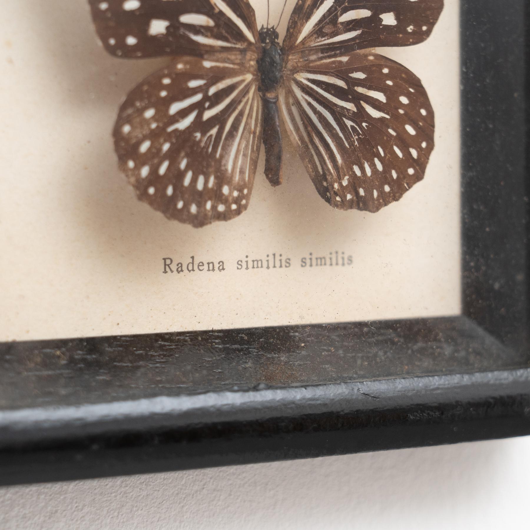 Gerahmte Schmetterlinge Kunstwerk, um 1960 im Angebot 5