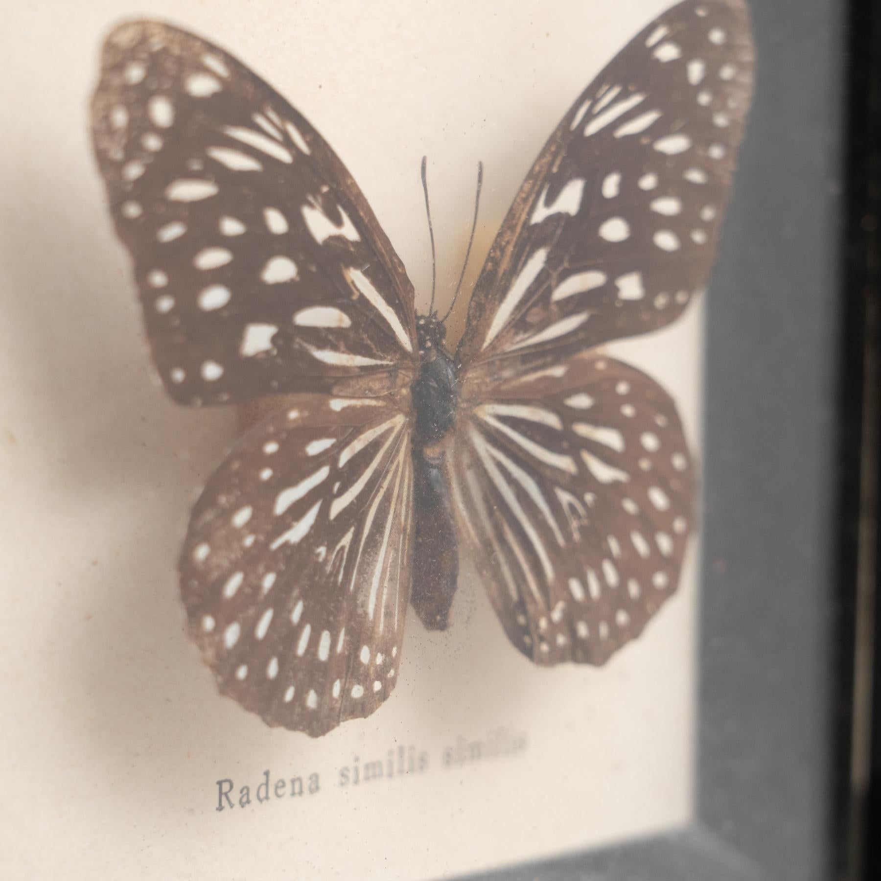 Framed Butterflies Artwork, circa 1960 For Sale 5