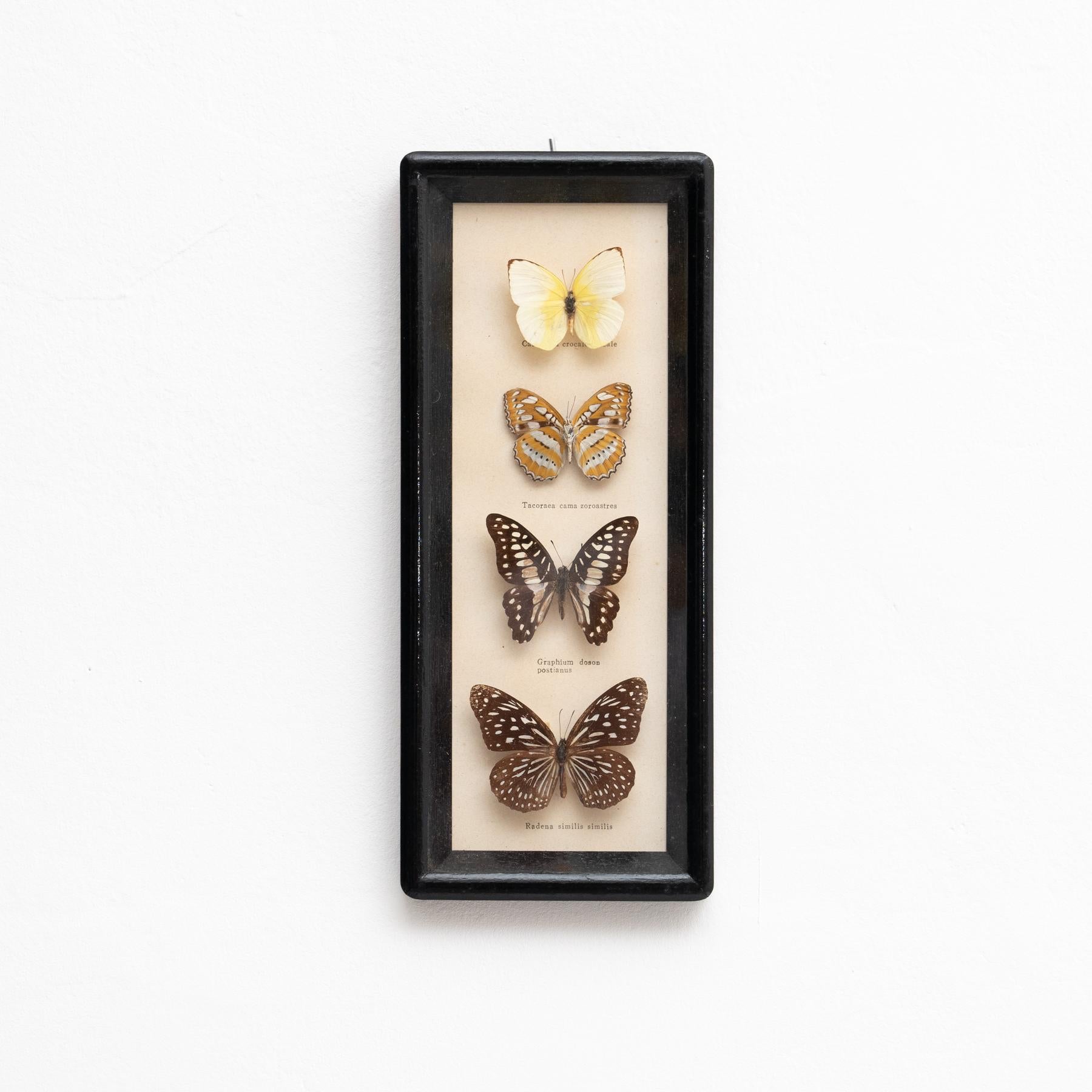 Obra de arte enmarcada hecha con mariposas.

Realizado por un artista desconocido en España, hacia 1960. 

En su estado original, con pequeños desgastes propios de la edad y el uso, conserva una hermosa pátina.

Materiales:
Madera.
Vidrio.