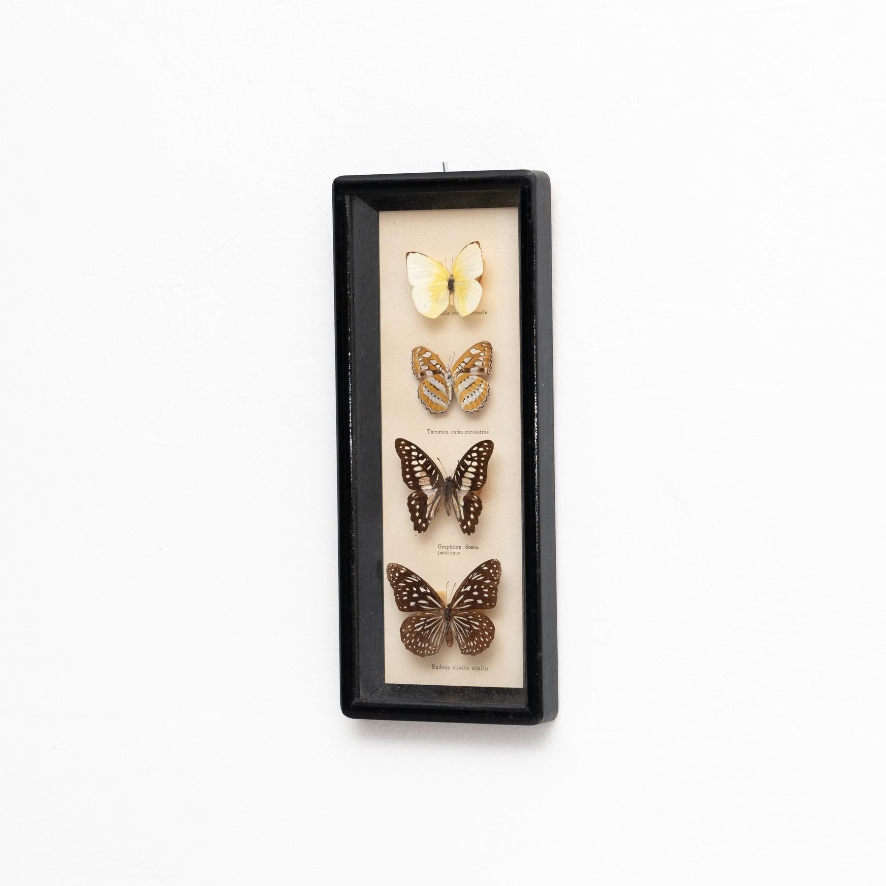 Mid-Century moderno Opera d'arte con farfalle incorniciate, 1960 circa in vendita