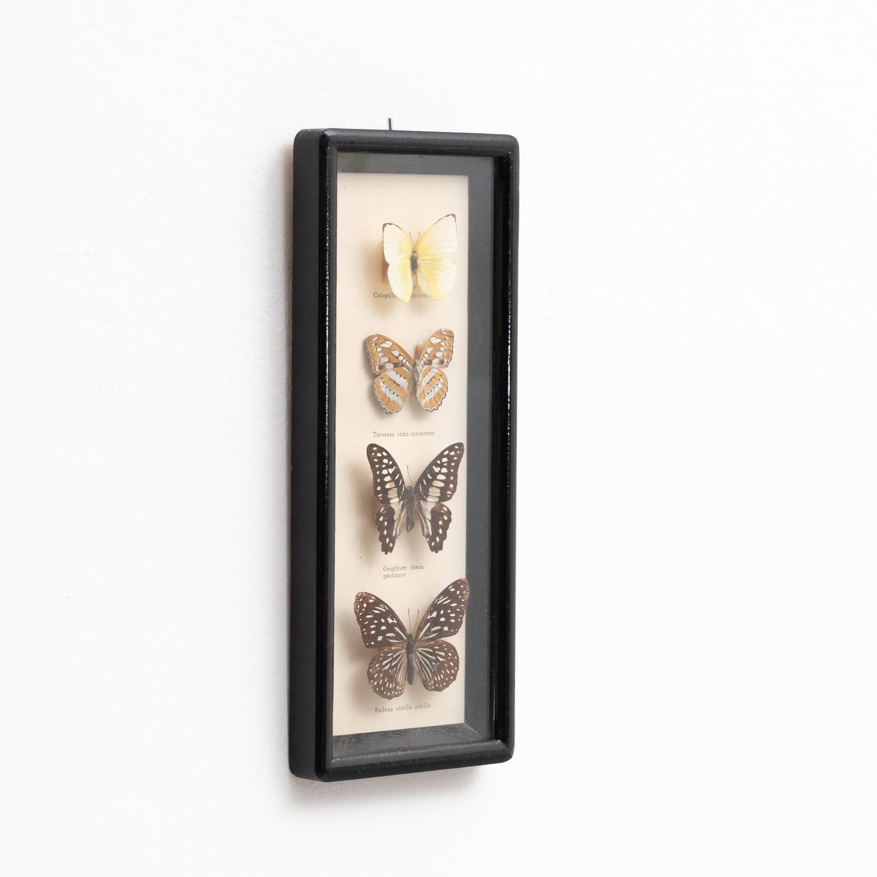 Mid-Century Modern Framed Butterflies Artwork, circa 1960 For Sale
