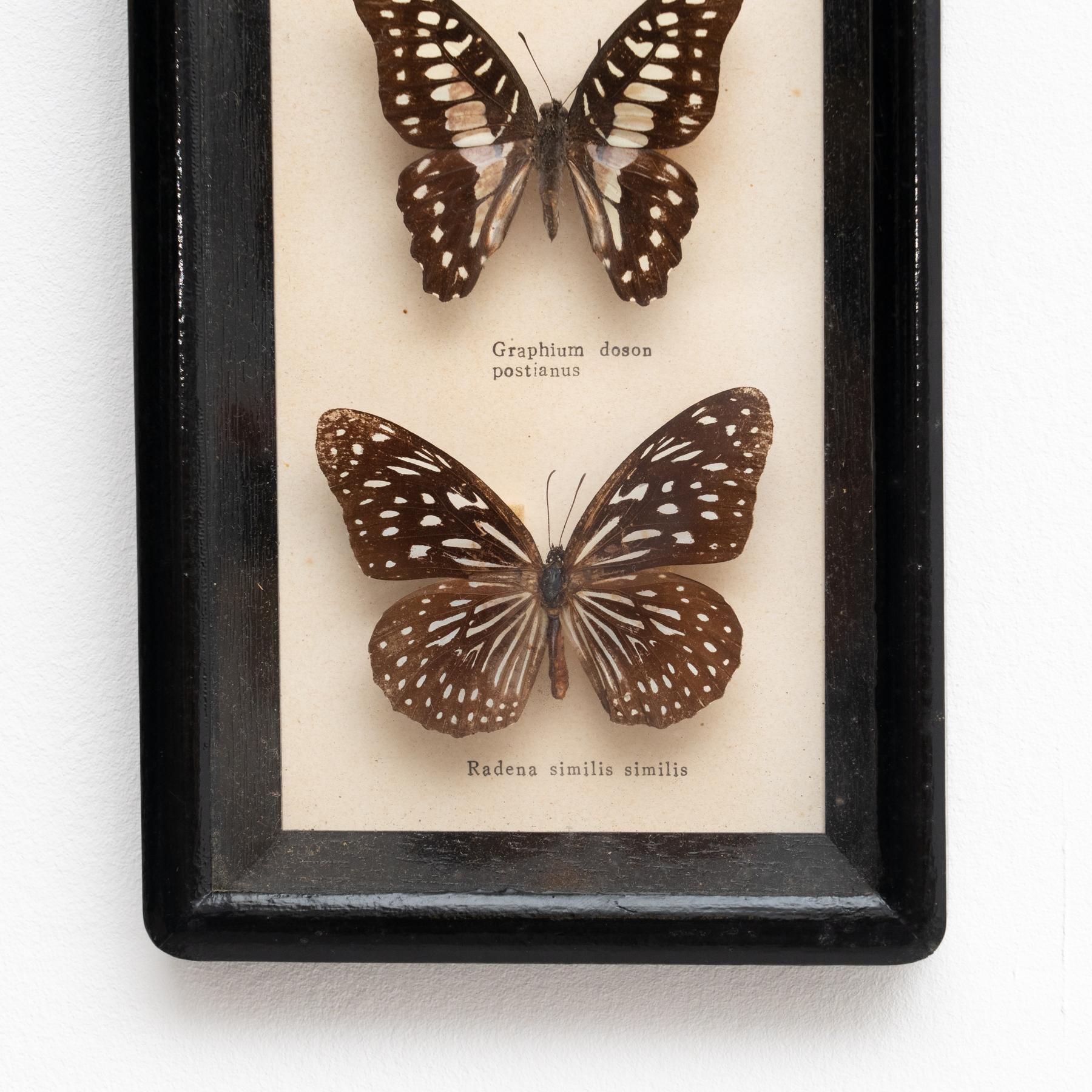 Spanish Framed Butterflies Artwork, circa 1960 For Sale