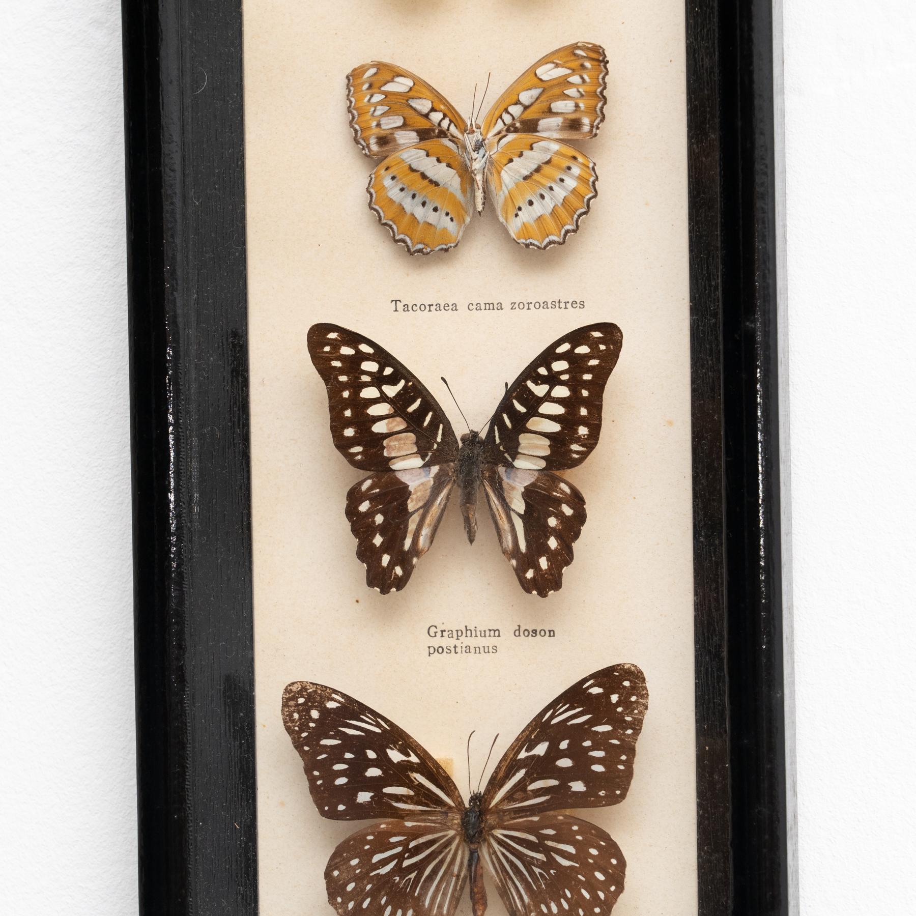 Gerahmte Schmetterlinge Kunstwerk, um 1960 (Mitte des 20. Jahrhunderts) im Angebot