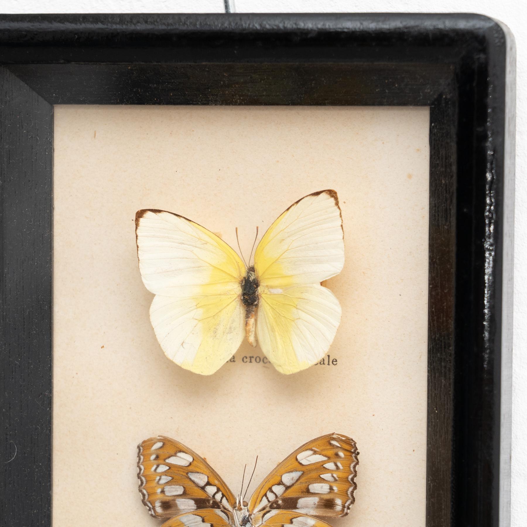 Gerahmte Schmetterlinge Kunstwerk, um 1960 (Stoff) im Angebot