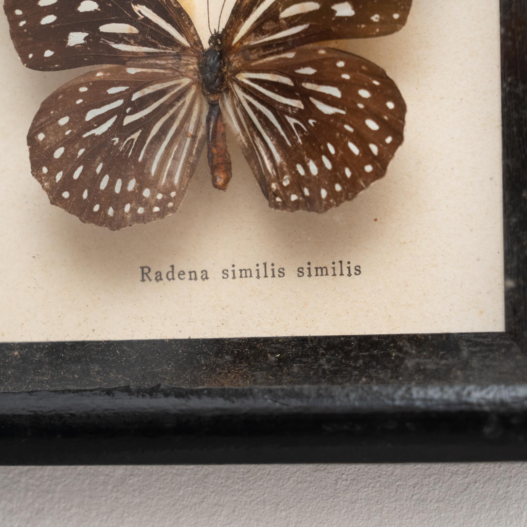 Gerahmte Schmetterlinge Kunstwerk, um 1960 im Angebot 2