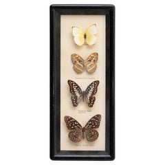 Framed Butterflies Artwork, circa 1960