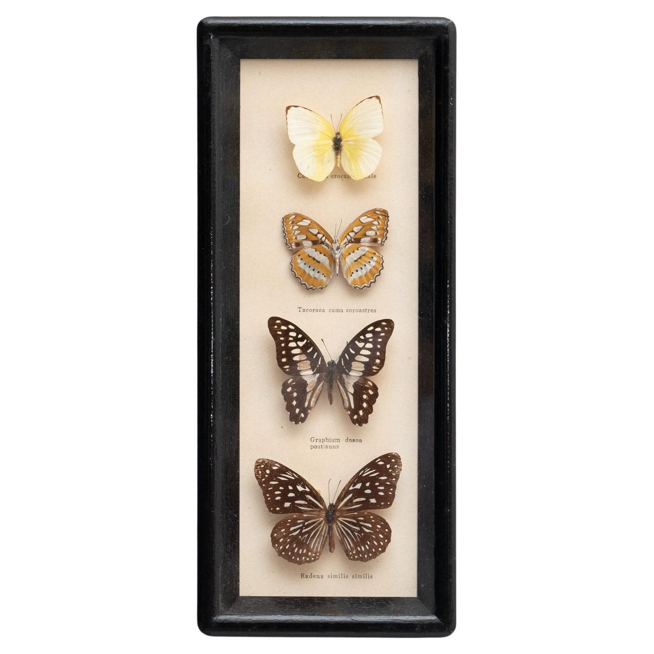 Gerahmte Schmetterlinge Kunstwerk, um 1960