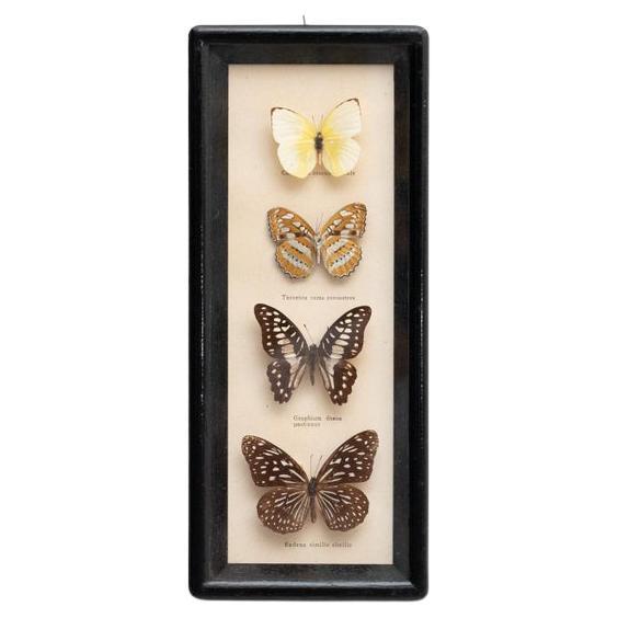 Framed Butterflies Artwork, circa 1960