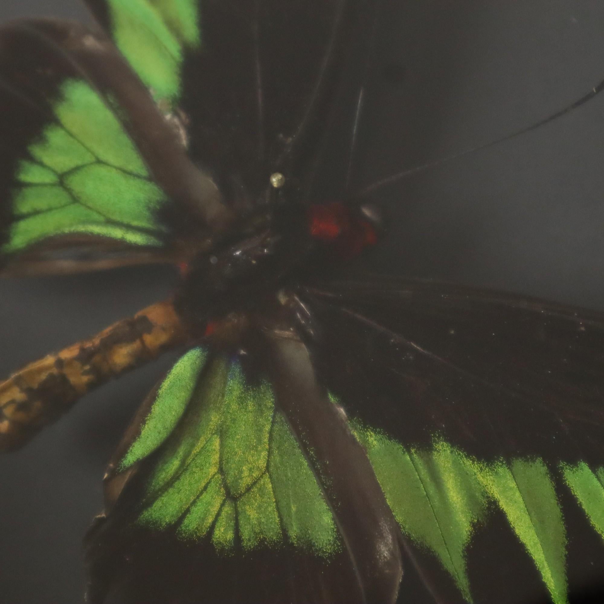 Framed Butterflies XL Trogonoptera Brookiana Birdwing Taxidermy For Sale 6